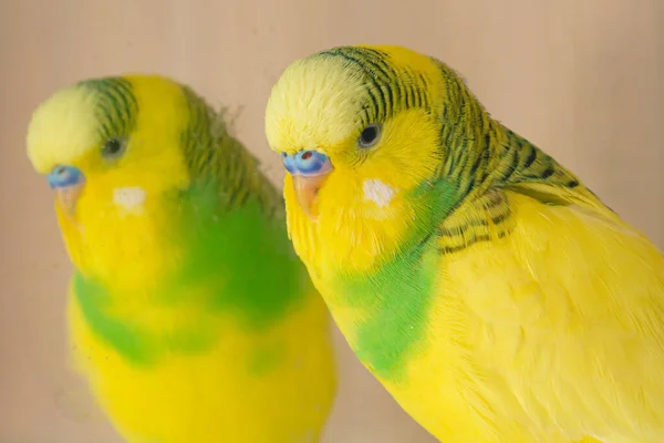 Gelb Grüner Haushaltspapagei Schmutzigen Spiegel Aus Nächster Nähe — Stockfoto