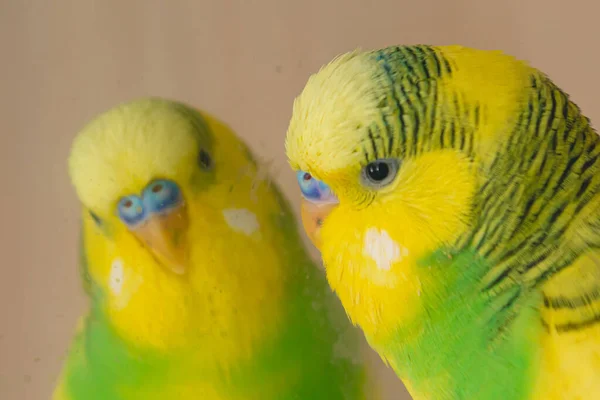Żółty Zielony Papuga Domowa Wygląd Brudne Lustro Zbliżenie — Zdjęcie stockowe