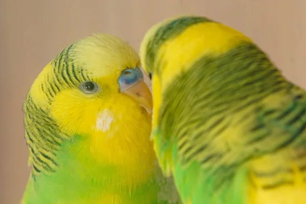 Yellow Green Domestic Parrot Look Dirty Mirror Close — Stock Photo, Image