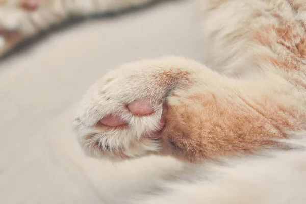 Gato Gengibre Volta Com Pernas Cor Rosa Perto — Fotografia de Stock