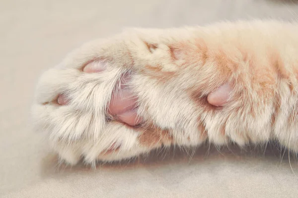 Gato Jengibre Delante Con Patas Rosas Cerca — Foto de Stock