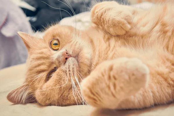 粉红腿的姜黄猫躺在床上 — 图库照片