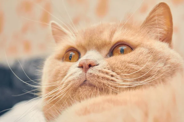 びっくりした顔の生姜猫 閉めて — ストック写真