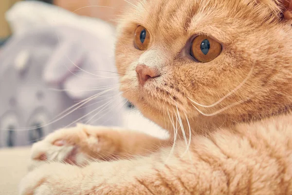 Gember Kat Met Een Verrast Gezicht Close — Stockfoto