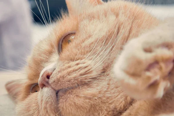 Gato Jengibre Con Una Cara Sorprendida Cerca — Foto de Stock