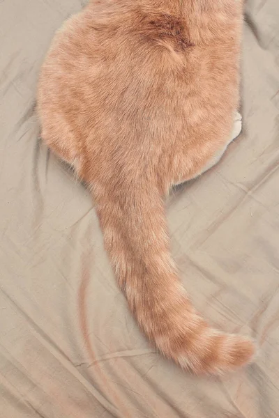 Rabo Gato Gengibre Cauda Cama Perto — Fotografia de Stock
