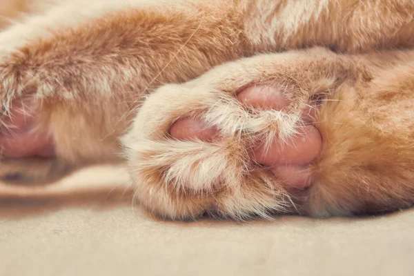 Gato Gengibre Duas Costas Com Pernas Cor Rosa Perto — Fotografia de Stock