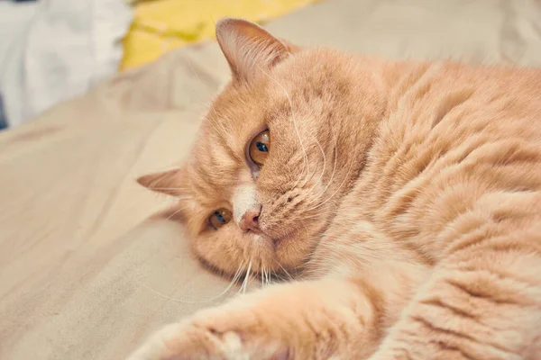 悲しい顔の生姜猫 閉めて — ストック写真