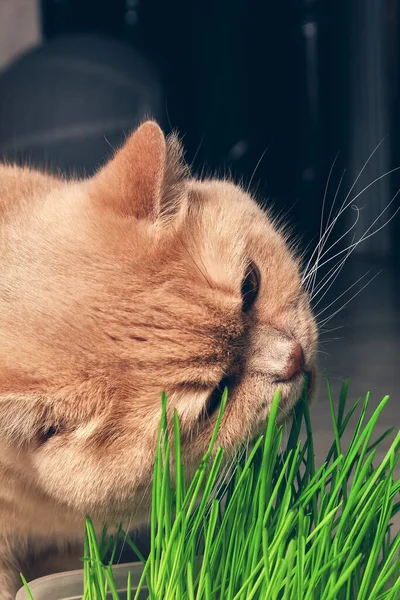 Koyu bir arka planda yeşil çimen yiyen kırmızı kedi. Kapat.