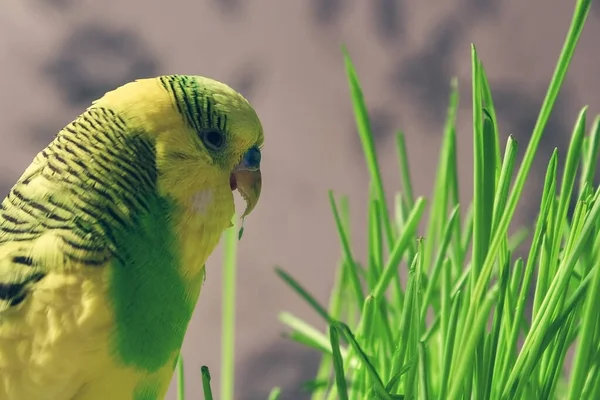 Papagaio Casa Comer Grama Verde Uma Bandeja Plástico Fundo Escuro — Fotografia de Stock