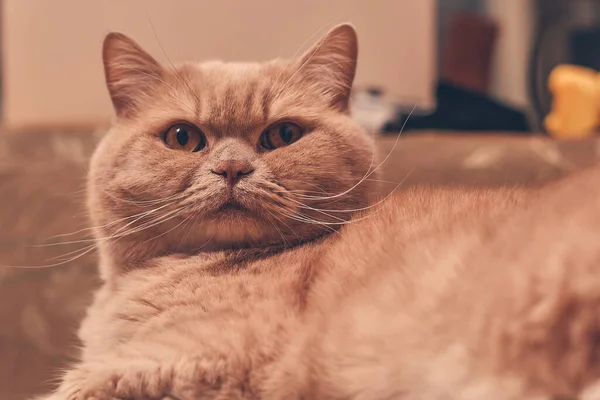 Kızıl Kedi Şaşkınlıkla Bakıyor Kapat — Stok fotoğraf