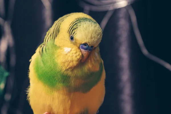 Papagaio Doméstico Senta Dedo Perto — Fotografia de Stock