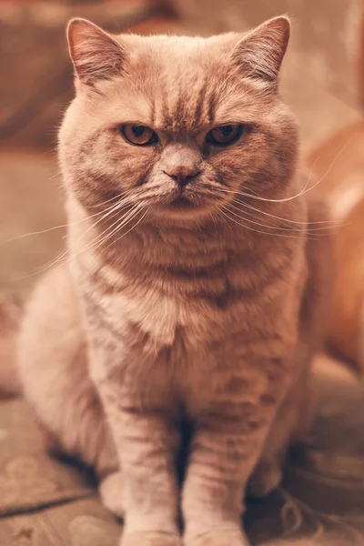 Gato Vermelho Ameaçadoramente Senta Olha Perto — Fotografia de Stock