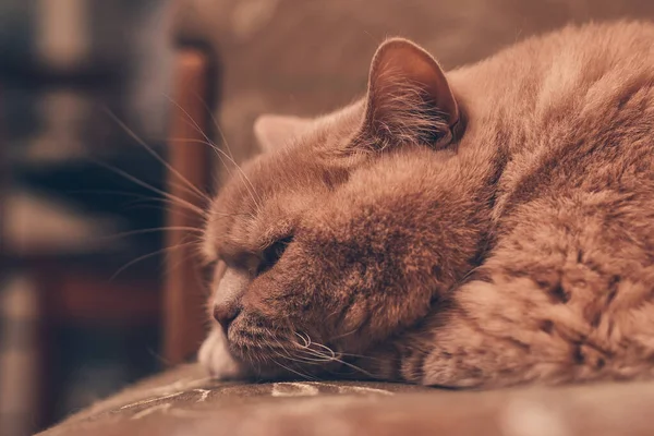 Червоний Кіт Милий Спить Дивані Крупним Планом — стокове фото