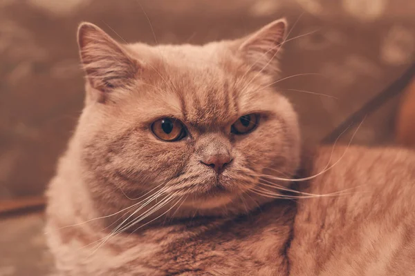 Ingefära Katt Stirrar Överraskande Närbild — Stockfoto