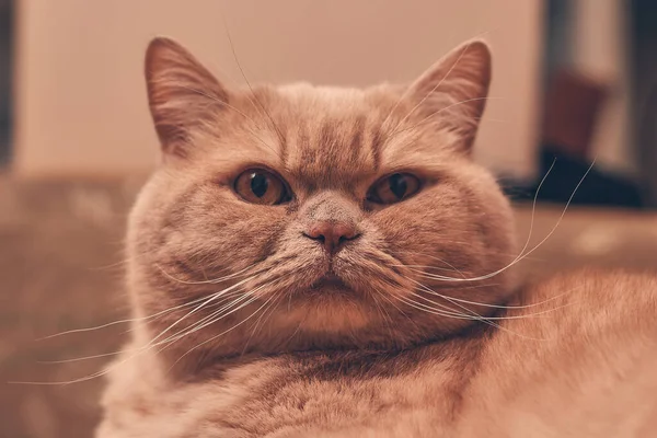 Ginger Cat Olha Surpresa Perto — Fotografia de Stock