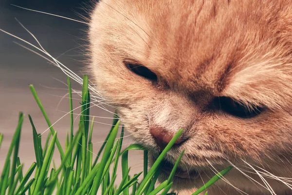 Red cat eating green grass on a dark background. close up