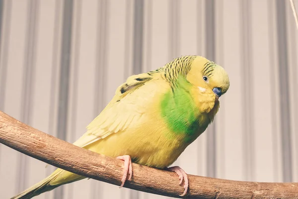 Domácí Papoušek Sedí Dřevěné Tyčce Zavřít — Stock fotografie