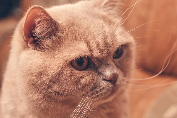 Κοκκινομάλλα Γάτα Φαίνεται Απειλητική Κλείσιμο — Φωτογραφία Αρχείου