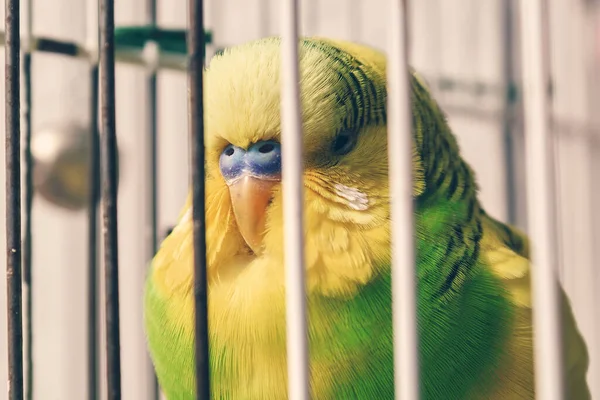 Gonflé Perroquet Domestique Dans Une Cage Offensé Gros Plan — Photo