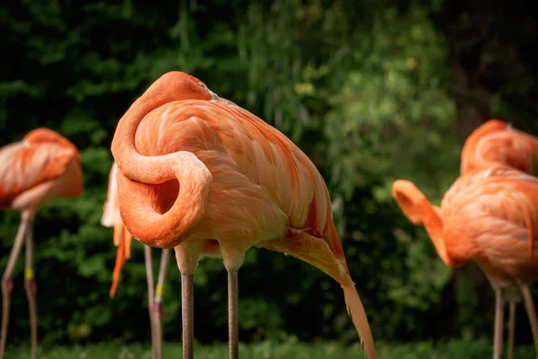 Flamingo Spanie zwinięte w pióra — Zdjęcie stockowe