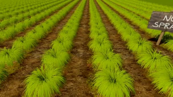 Signo de madera No Spray y cultivos verdes filas Primer plano — Vídeo de stock