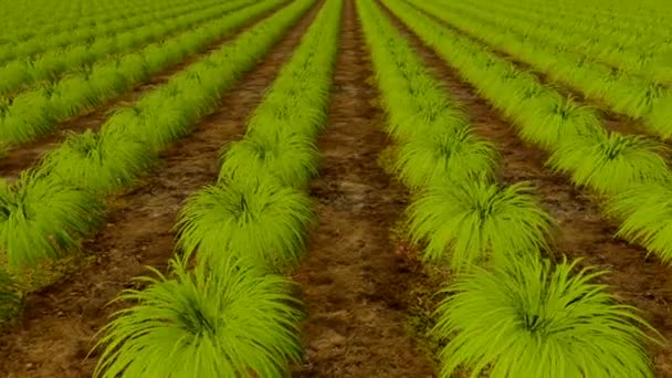 Satır yeşil bitkiler ve ahşap organik tarım kurulu — Stok video