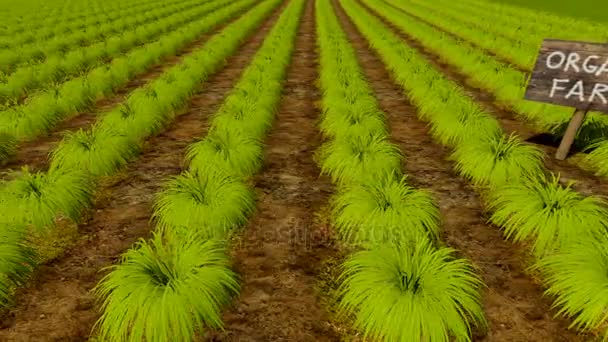 Дерев'яні знак Органічні ферми і зелених культур рядків крупним планом — стокове відео