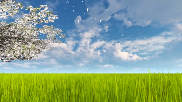 Blommande körsbärsträd gren och blomma kronblad på soliga våren dag slowmotion — Stockvideo