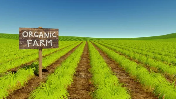 Természetes szerves ökológiai gazdaság zöld mező — Stock Fotó