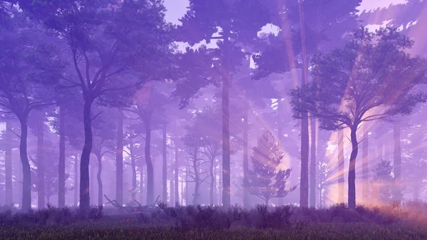 Rayos del atardecer en mágico bosque de pinos brumosos — Foto de Stock