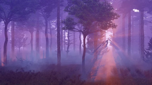 Scenic sunset in misty dark pine forest — Stock Photo, Image