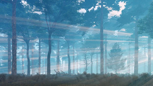 Naplemente vagy napfelkelte ködös fenyves erdőben ragyogó nap sugarai — Stock Fotó