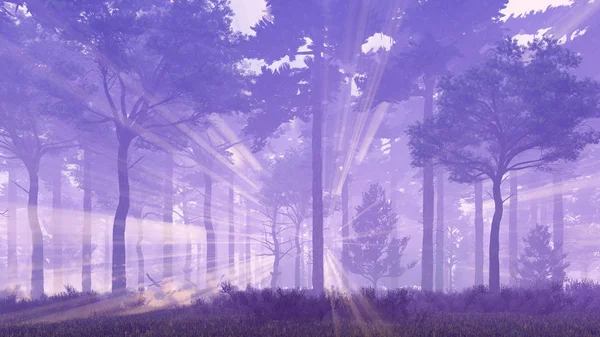 Raios solares na floresta de pinheiros nebulosos — Fotografia de Stock