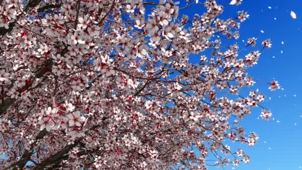 Közelről Sakura Cherry Blossom Rózsaszín Virág Szirmok Hullanak Tiszta Kék — Stock videók