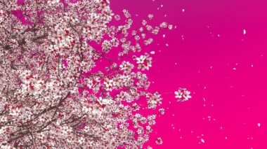 Canlı pembe pembe renk arka plan ağır çekimde düşen çiçek yaprakları ile çiçeklenme sakura kiraz ağacı taç düşük açılı görünümü kapatın. 4 k'dan fazla işlenen dekoratif 3d animasyon