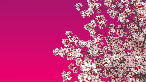 Primer Plano Corona Cerezo Sakura Japonés Plena Floración Contra Espacio — Vídeos de Stock