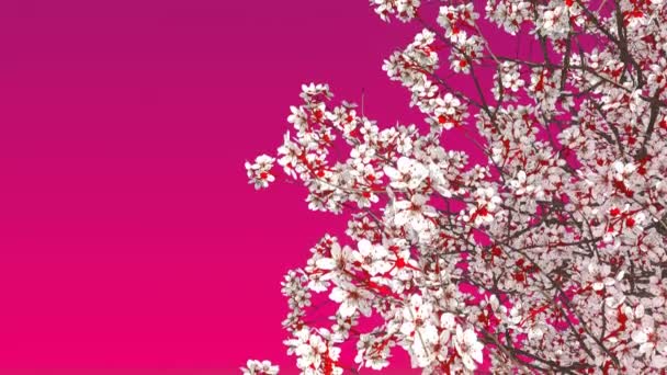 テキストのためのスペースでプレーン ピンク マゼンタ背景に咲く日本桜樹冠のクローズ アップ 装飾的な春シーズン アニメーションのレンダリング — ストック動画