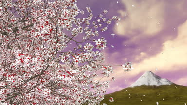 Mt Fuji ve doğal gündoğumu gökyüzü karşı ağır çekimde bir arka plan üzerine düşen tam çiçek ve çiçek yaprakları sakura kiraz ağacının yakın çekim. 4 k'dan fazla işlenen bahar sezonu 3d animasyon