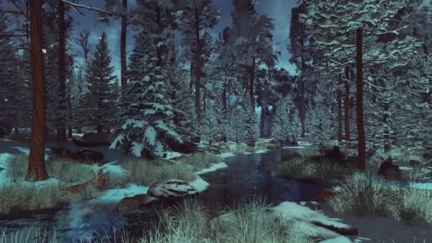 Mystérieuse Forêt Conifères Givrés Avec Sapins Pins Enneigés Petit Ruisseau — Video