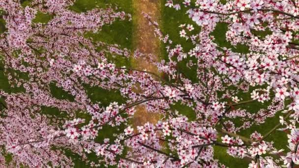 満開の桜の木と緑の芝生の上でゆっくりと動きに落ちる花びらで日本庭園を通って歩道のトップビュー 春の季節4Kでレンダリングされた3Dアニメーション — ストック動画