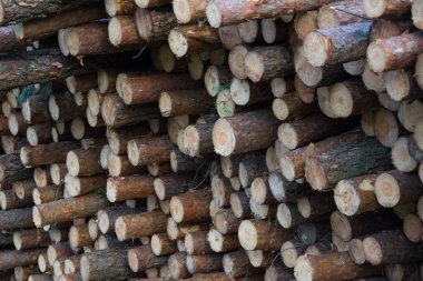 Ağaç kesme endüstrisi tarafından kesilip istiflenen bir sürü doğal ahşap kütük. Ormanın arka planında kesilmiş çam ağaçları yığını