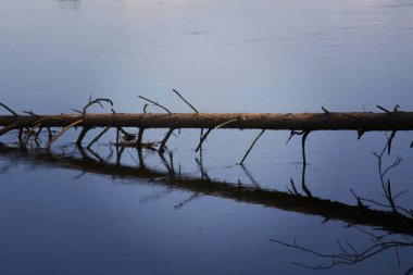 Sudaki ölü ağaçlar kapanıyor..