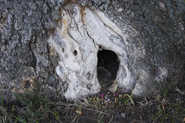 Hollow in an old tree in the city Park — 스톡 사진