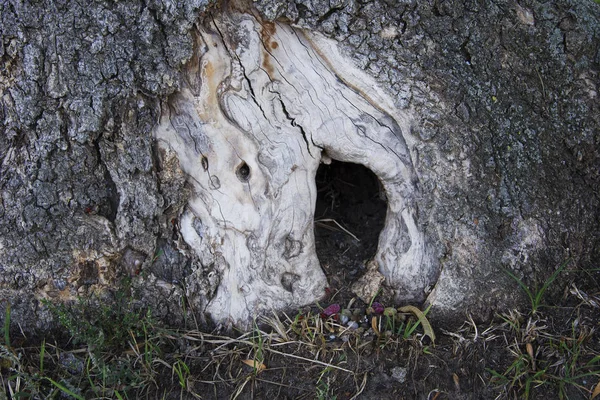 Hueco en un viejo árbol en el parque de la ciudad — Foto de Stock