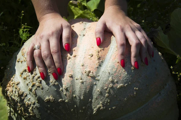 Руки девушки на гигантской тыкве в осеннем саду — стоковое фото