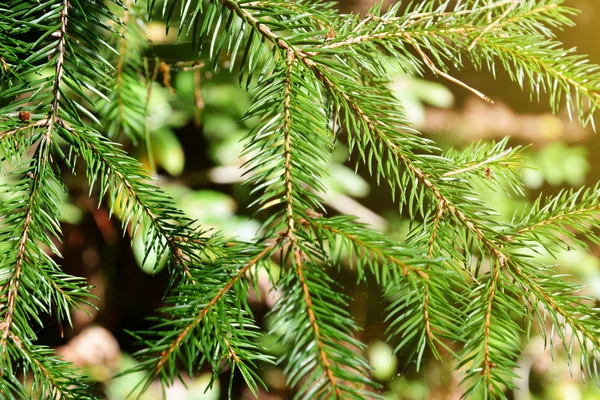 Green pine branches with needles in the forest. Natural bright background. — Stock Photo, Image