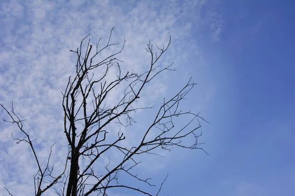 Ein welker abgestorbener Baum ohne Blätter vor blauem Himmel. — Stockfoto