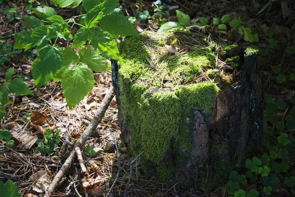 Arroz de tronco casi declinado envuelto — Foto de Stock