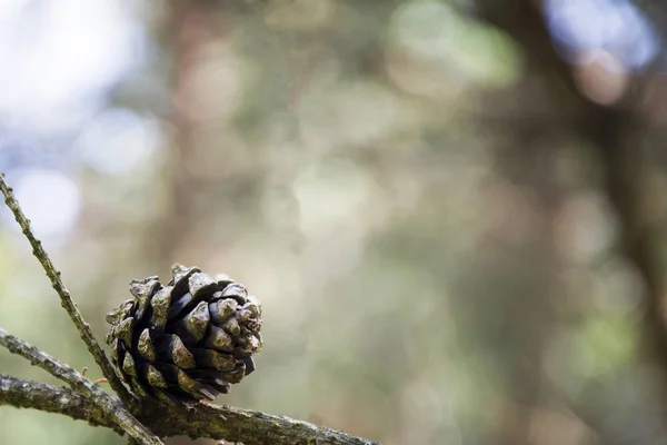 Pine cone on a dry branch close-up — Stock Photo, Image